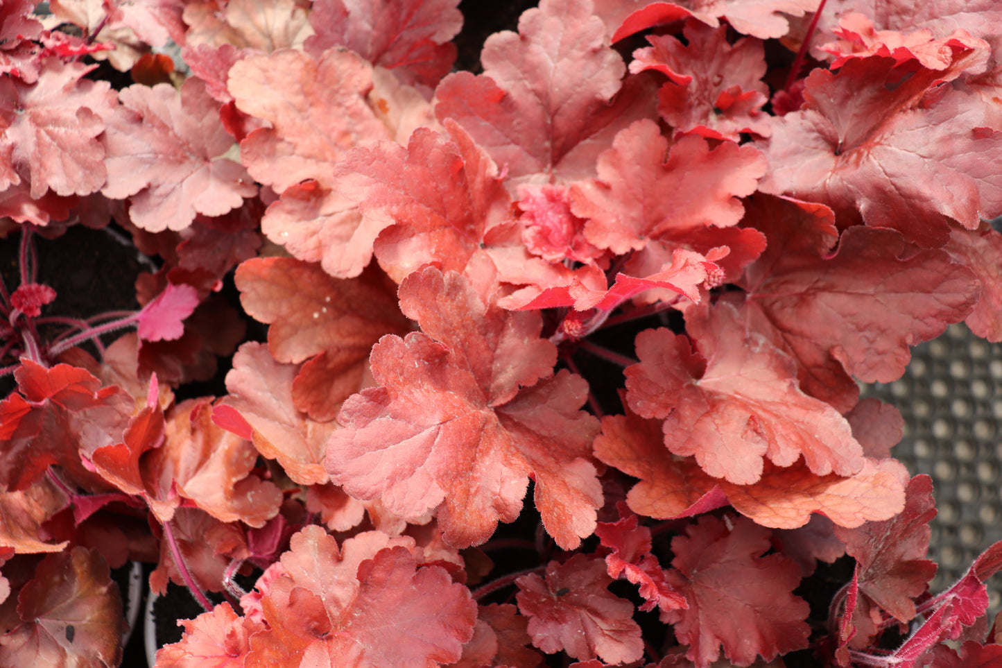 Heuchera Fire Alarm 2