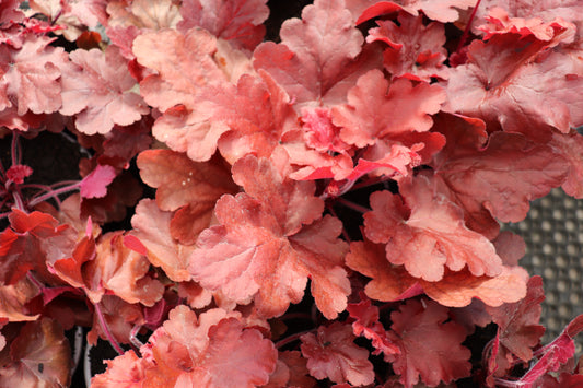 Heuchera Fire Alarm 2