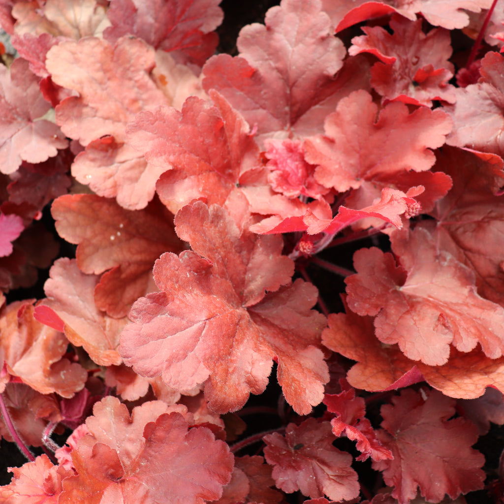 Heuchera Fire Alarm Image