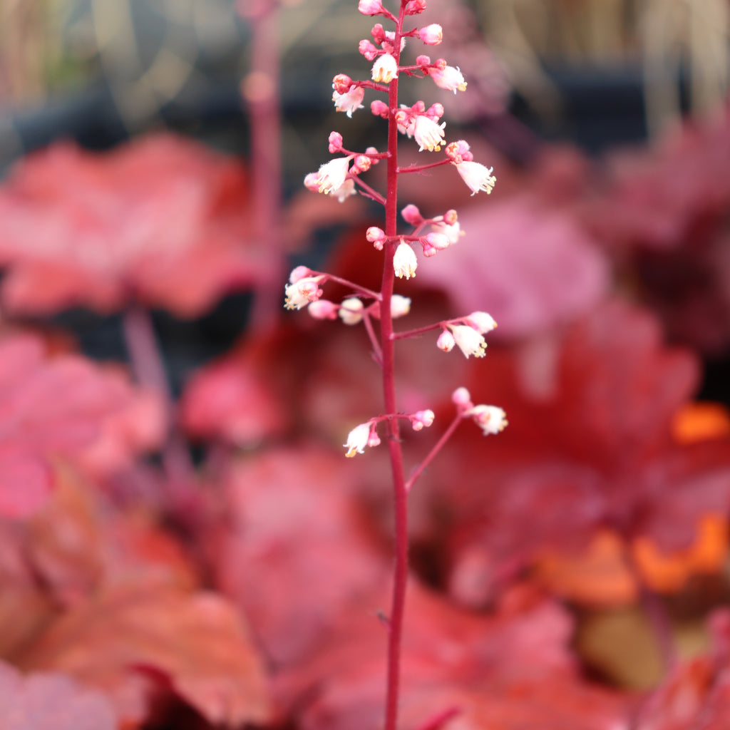 Heuchera Fire Alarm Image