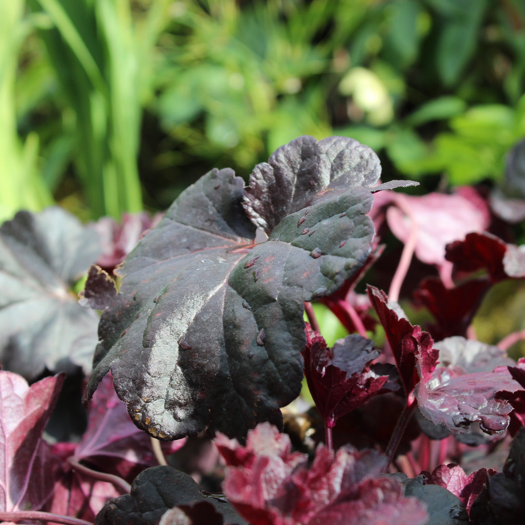 Heuchera Obsidian Image