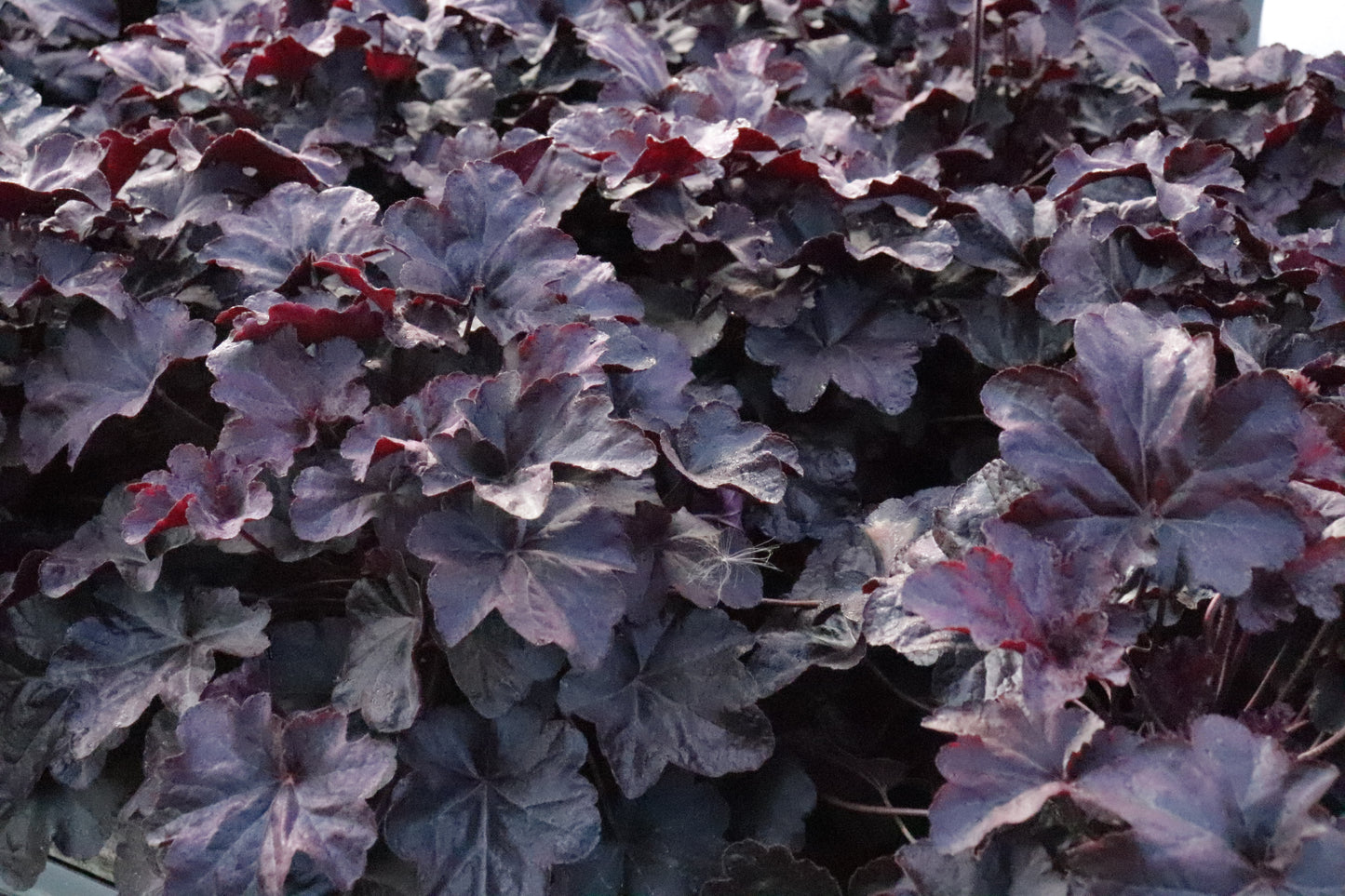 Heuchera Obsidian 2