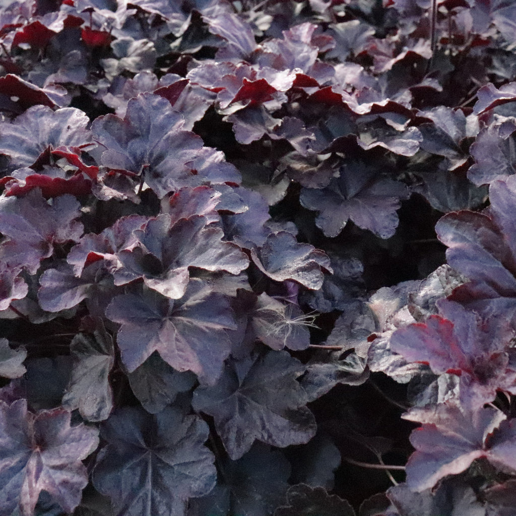 Heuchera Obsidian Image