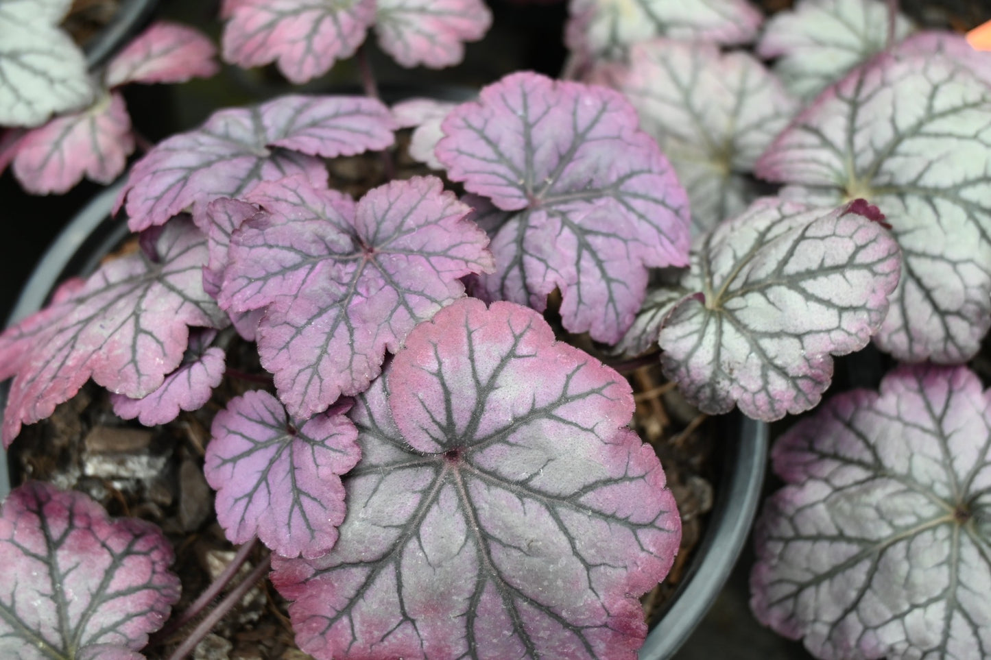 Heuchera Sugar Plum
