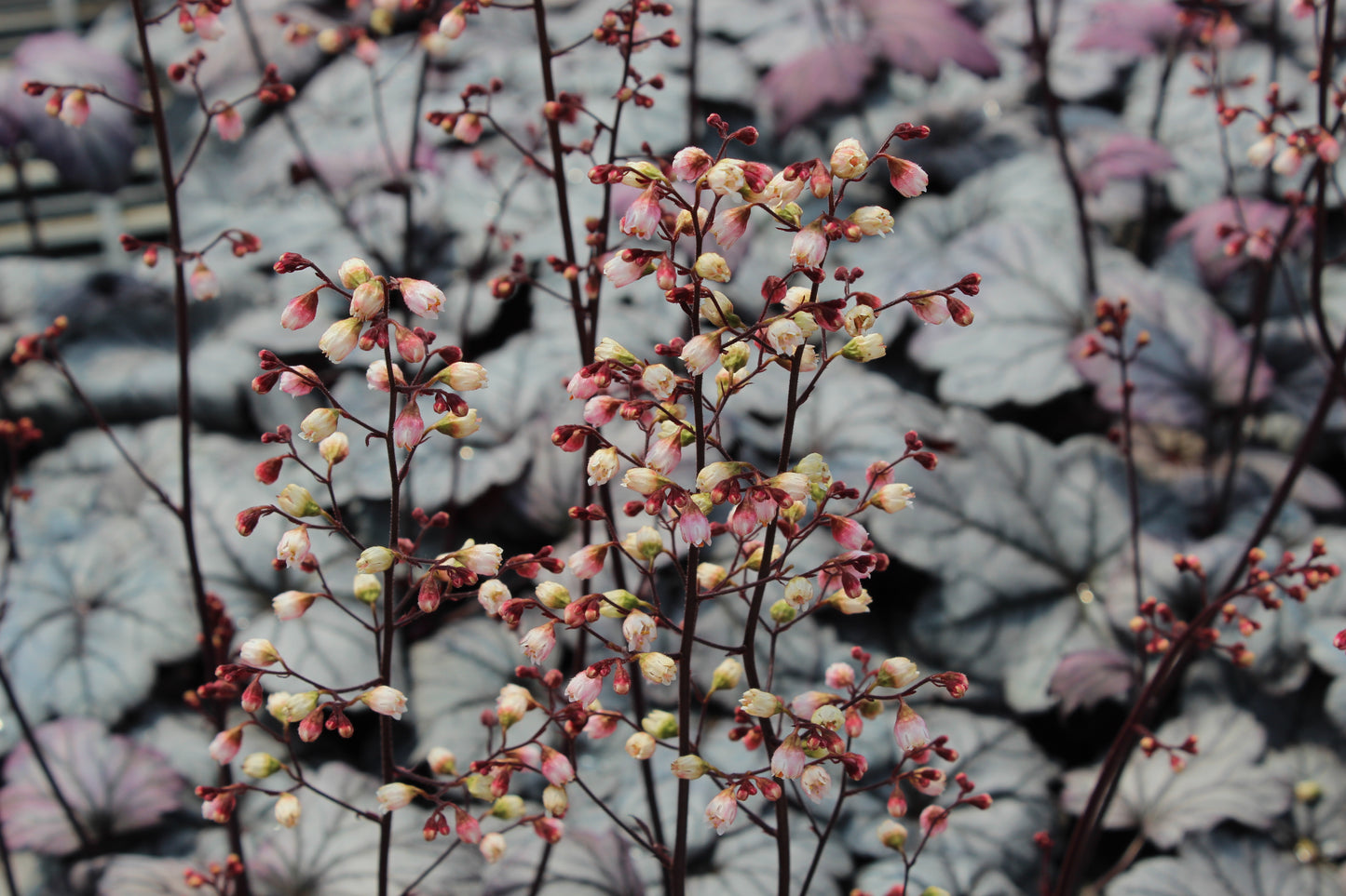 Heuchera Sugar Plum 3