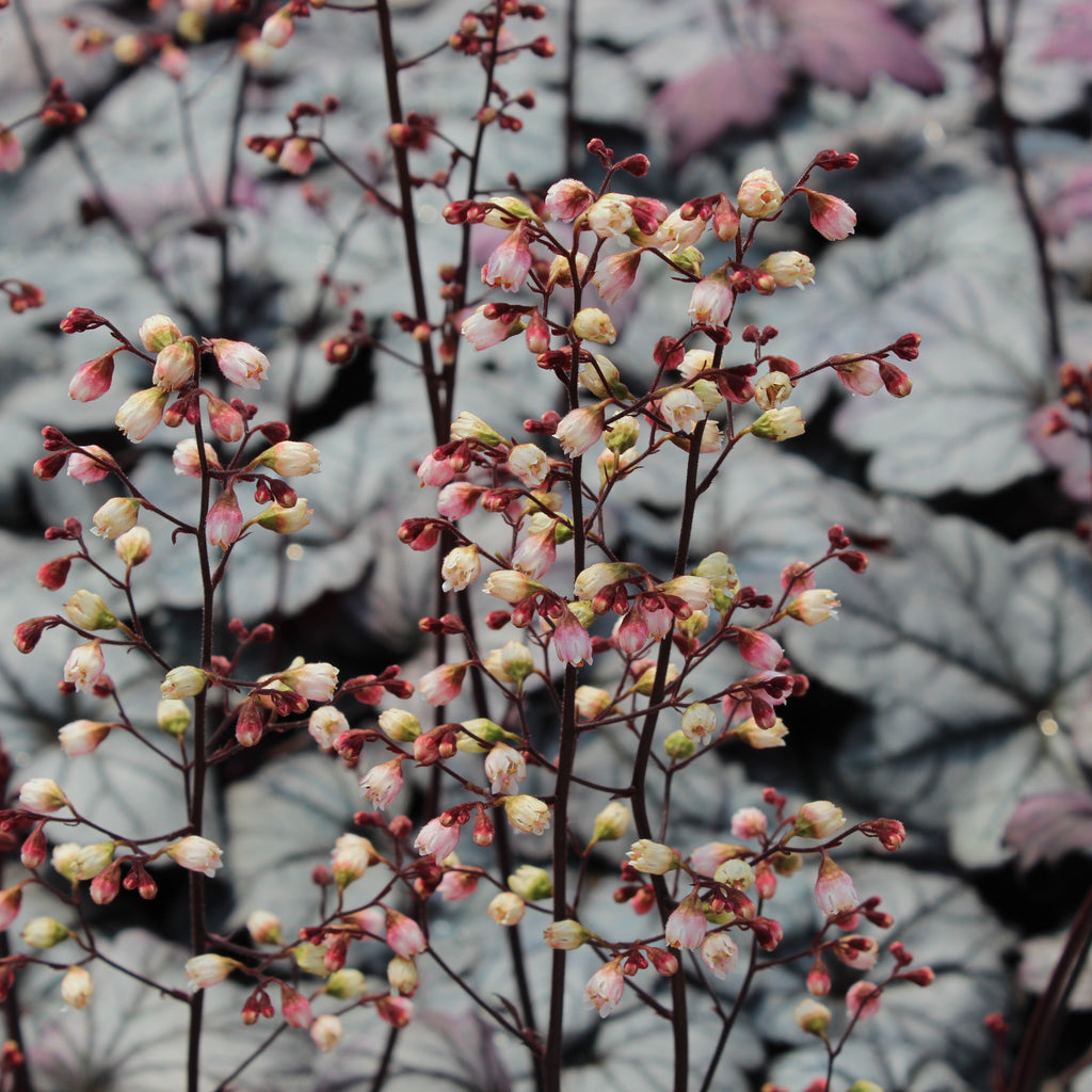 Heuchera Sugar Plum Image