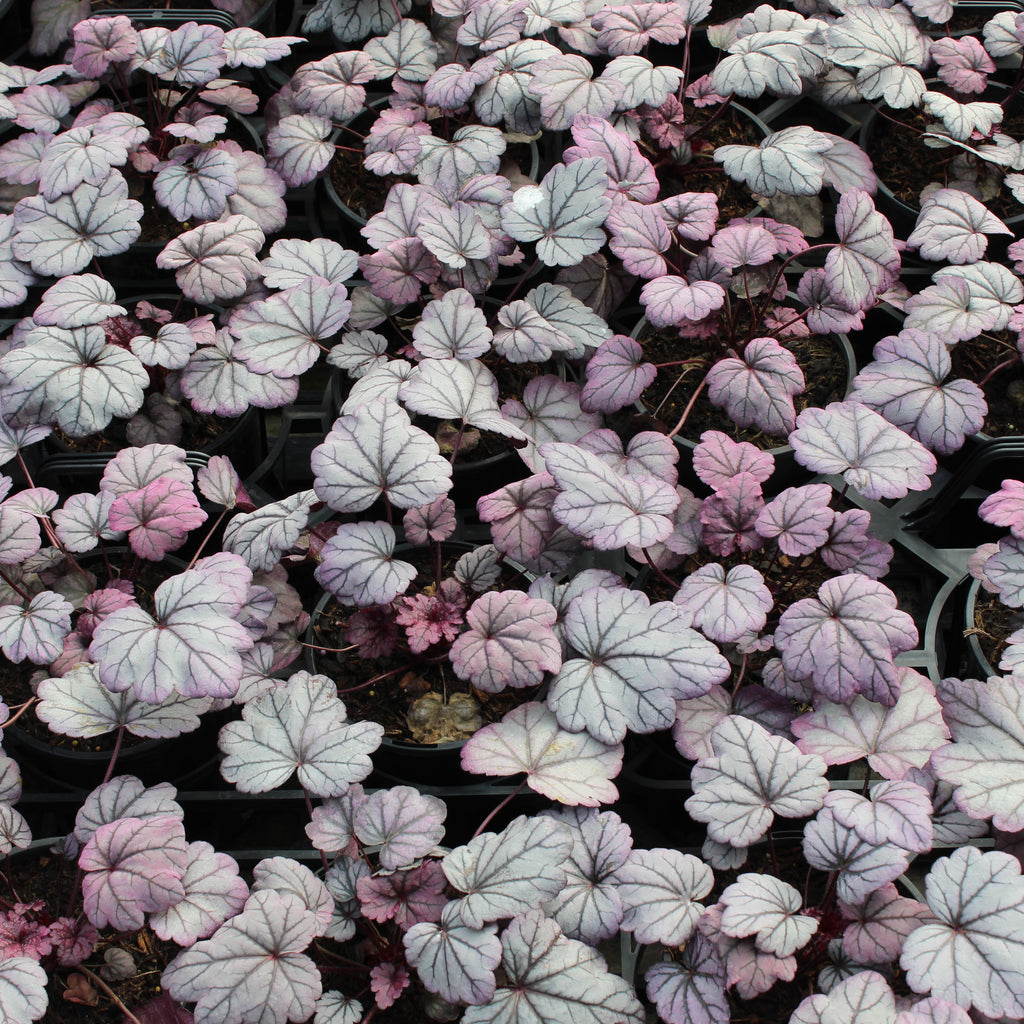 Heuchera Sugar Plum Image