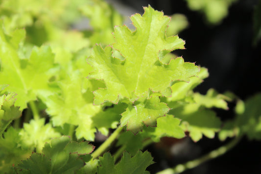 Heuchera White Spires