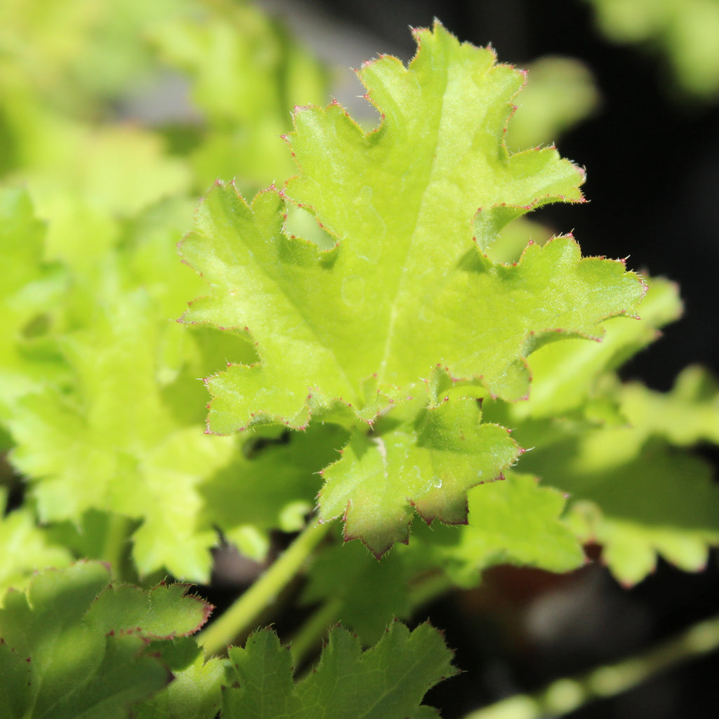 Heuchera White Spires Image