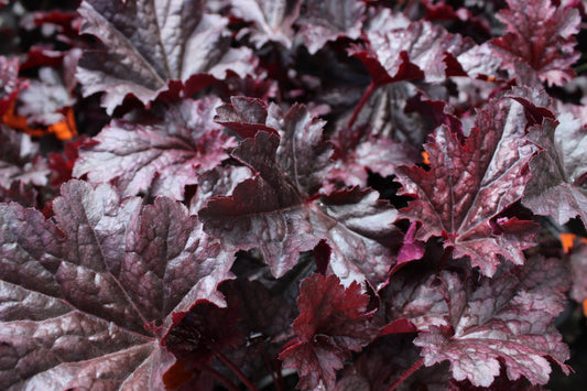Heuchera amethyst
