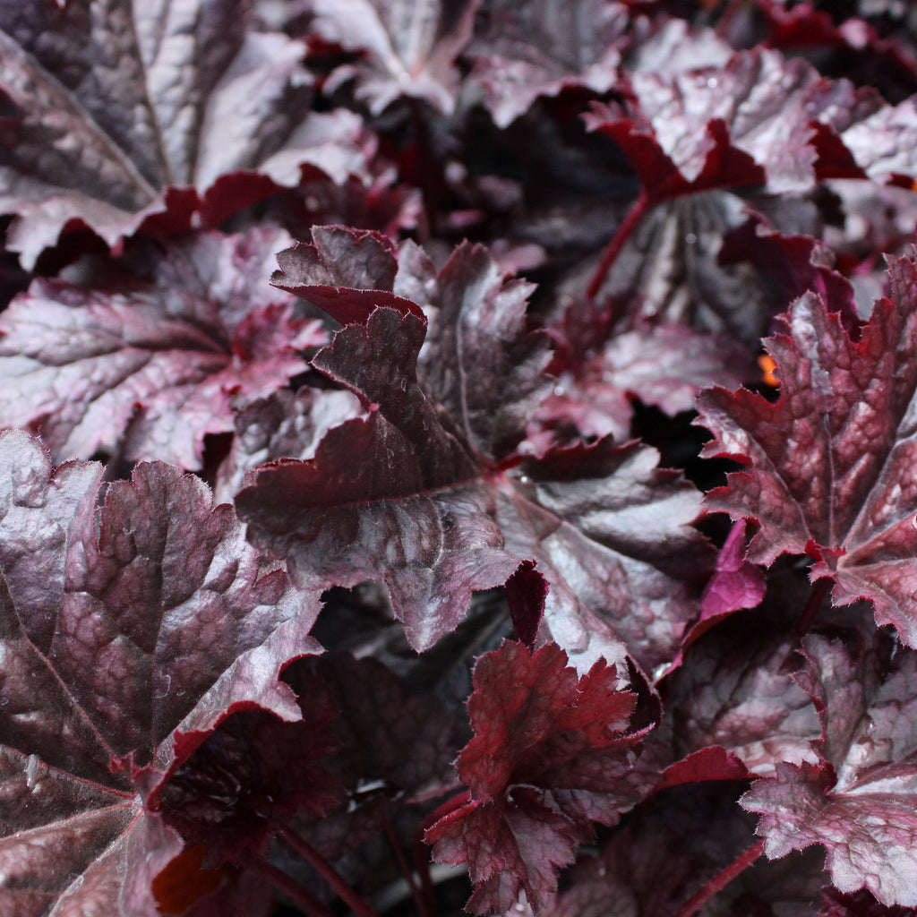 Heuchera amethyst Image