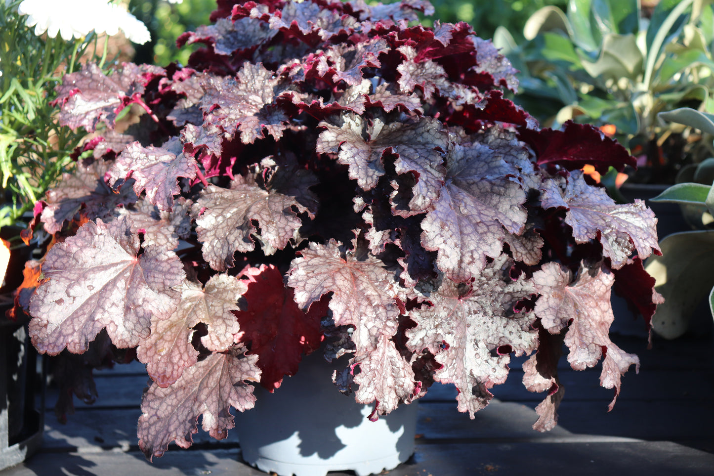 Heuchera amethyst 2