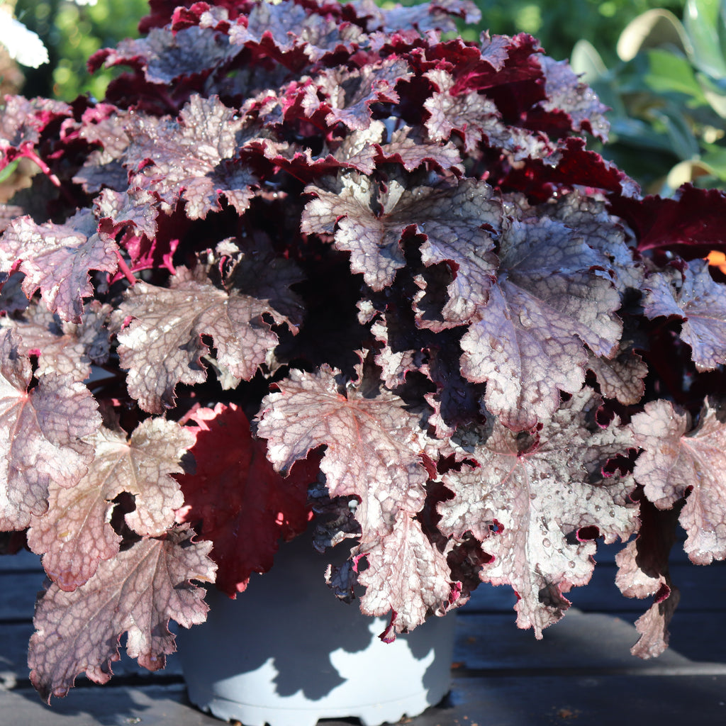 Heuchera amethyst Image