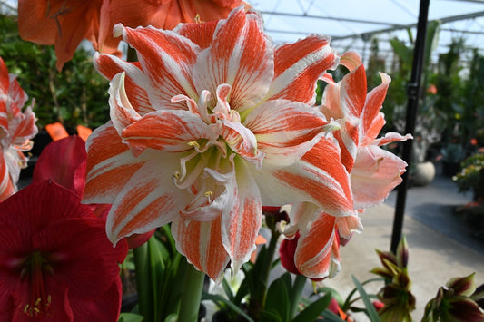 Hippeastrum hybrids