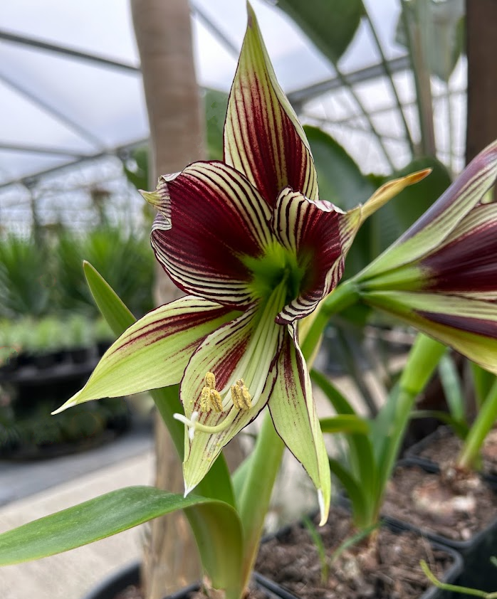 Hippeastrum papilio