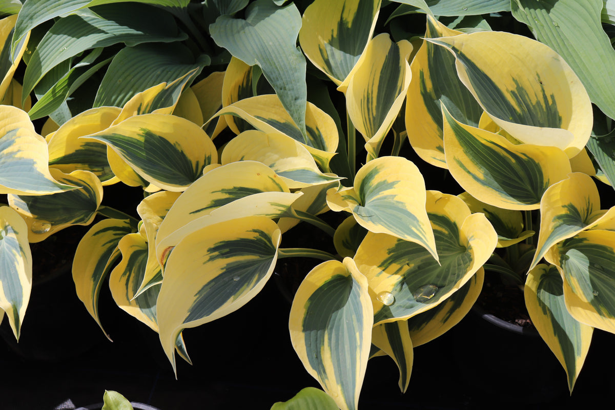 Hosta Autumn Frost