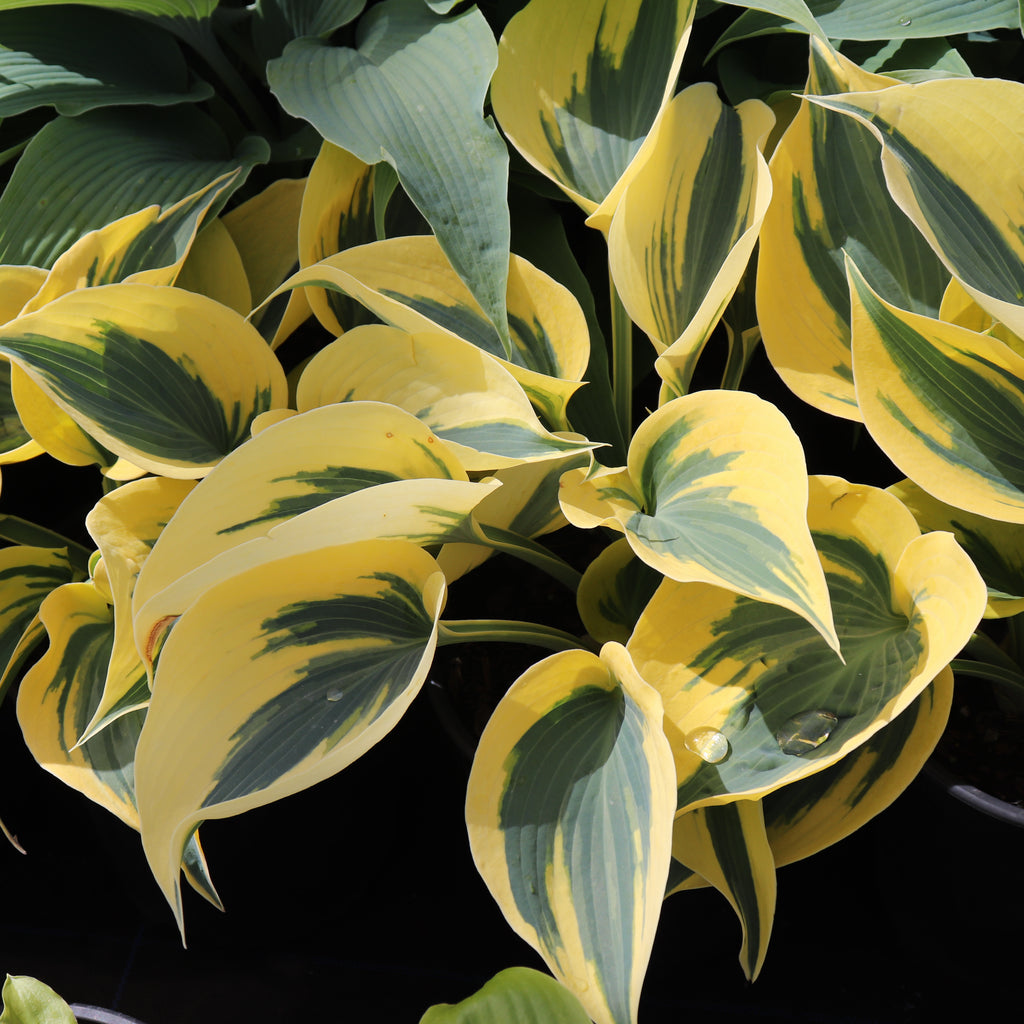 Hosta Autumn Frost Image
