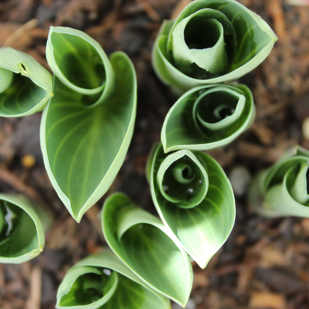 Hosta Blue Mouse Ears Image