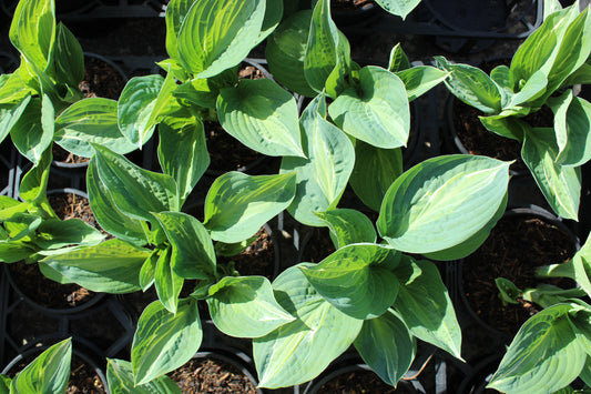 Hosta Full Monty