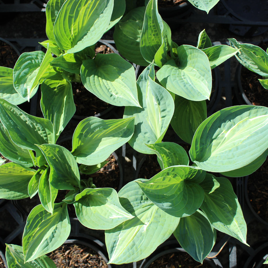 Hosta Full Monty Image