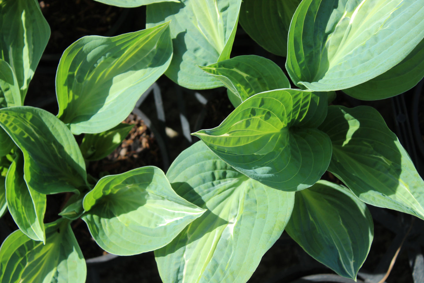 Hosta Full Monty 2