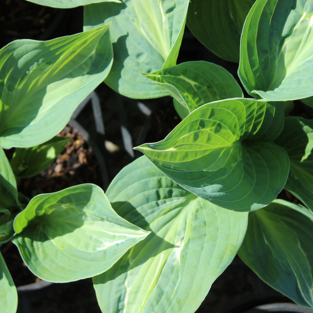 Hosta Full Monty Image