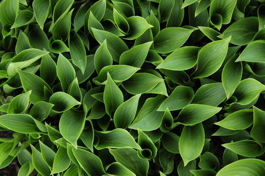 Hosta Green Arrow