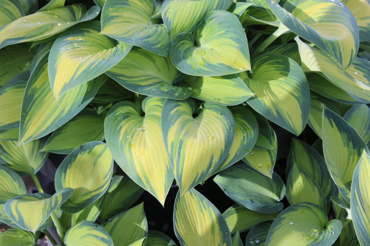 Hosta June 2