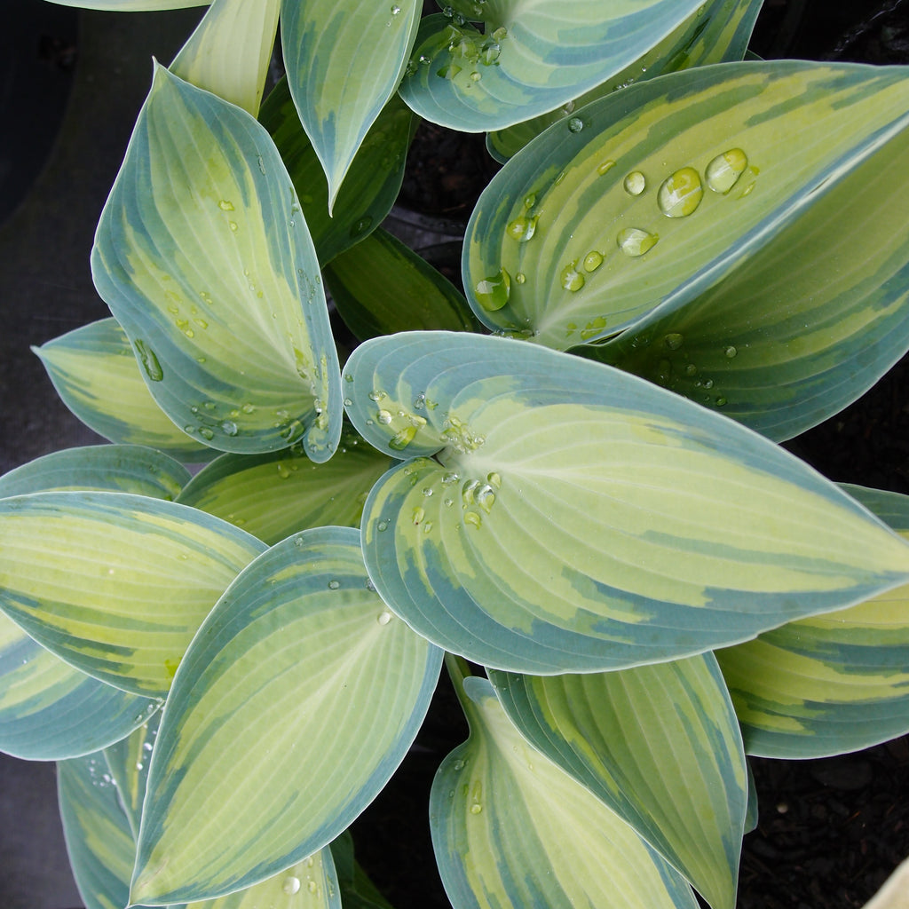 Hosta June Image