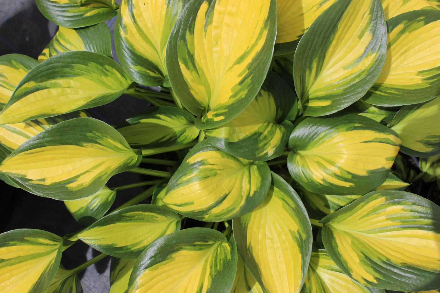 Hosta Orange Star...