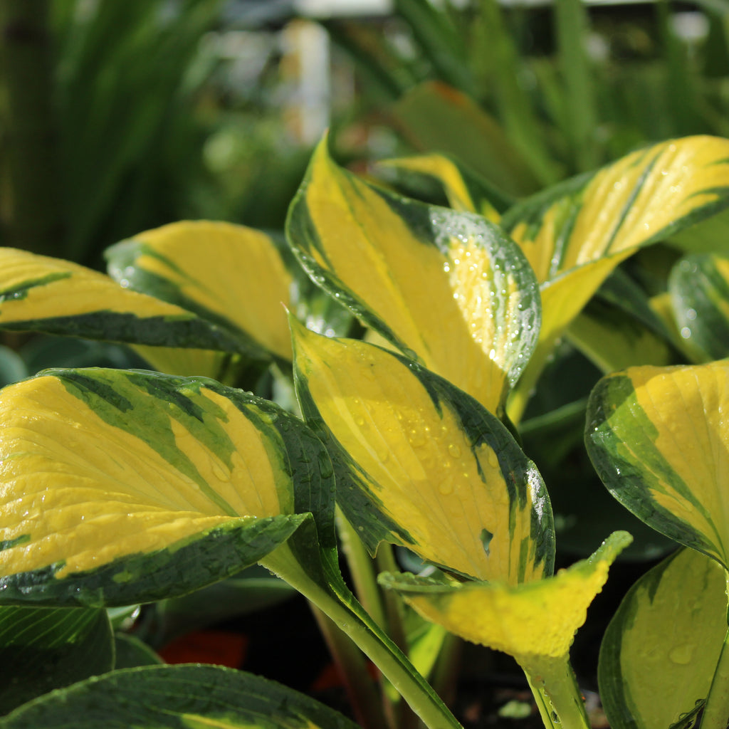 Hosta Orange Star Image