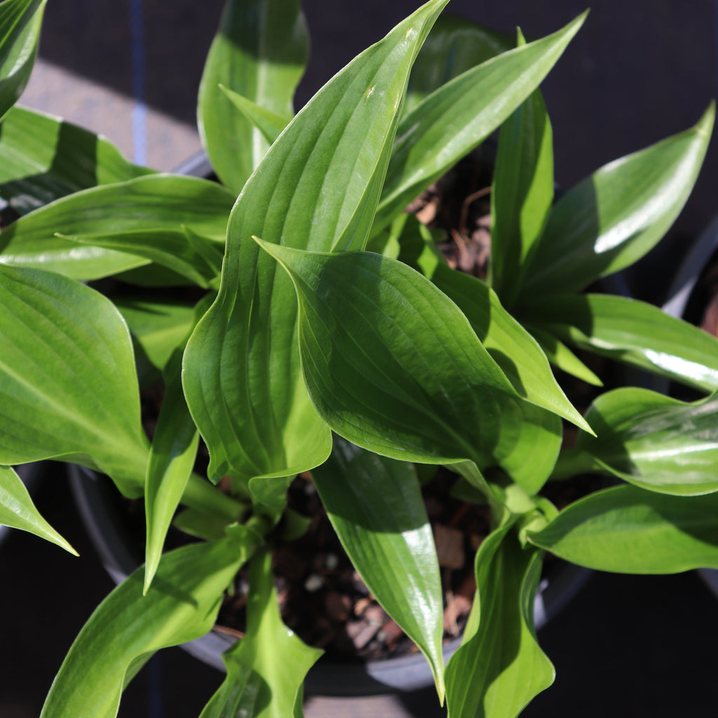 Hosta Stiletto Image