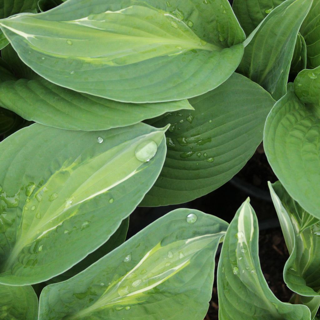 Hosta Striptease Image