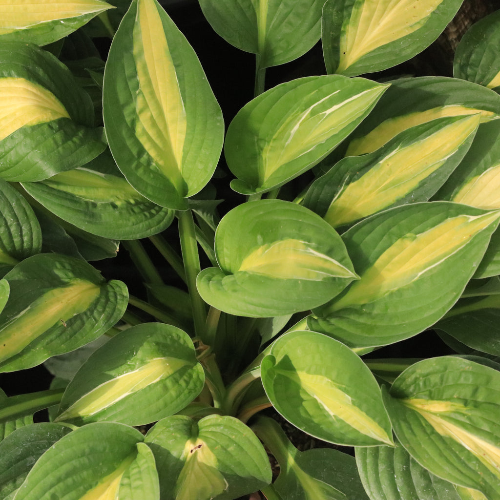 Hosta Striptease Image