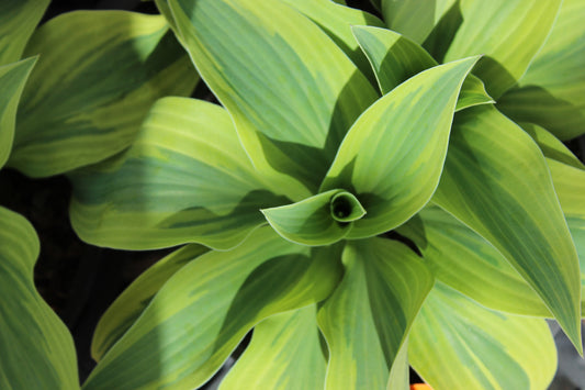 Hosta Wolverine