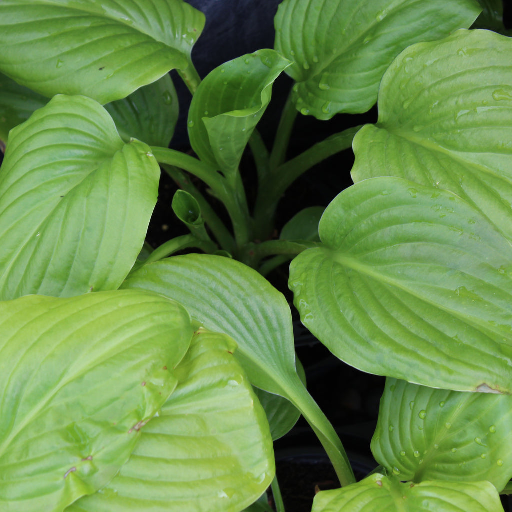 Hosta plantaginea Image