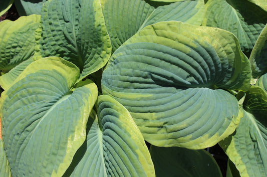 Hosta sieboldiana Marginata