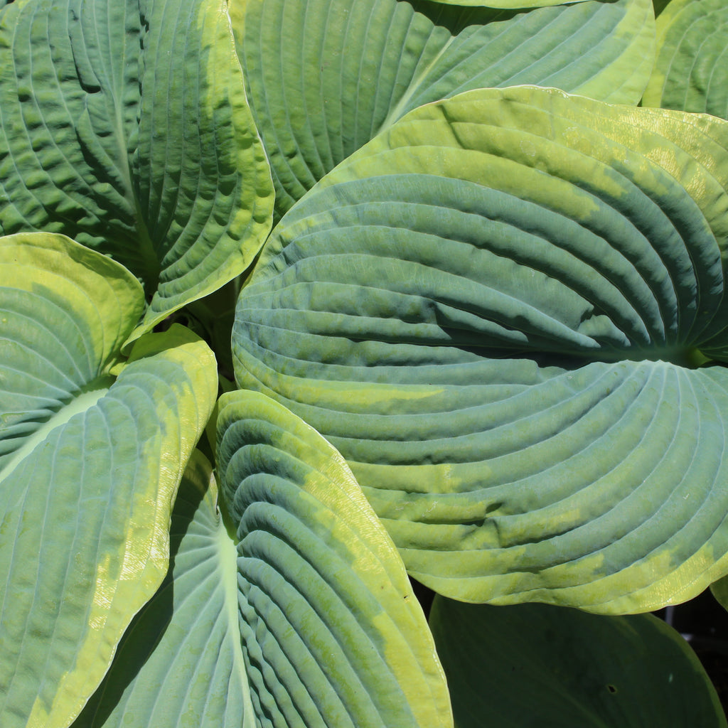 Hosta sieboldiana Marginata Image
