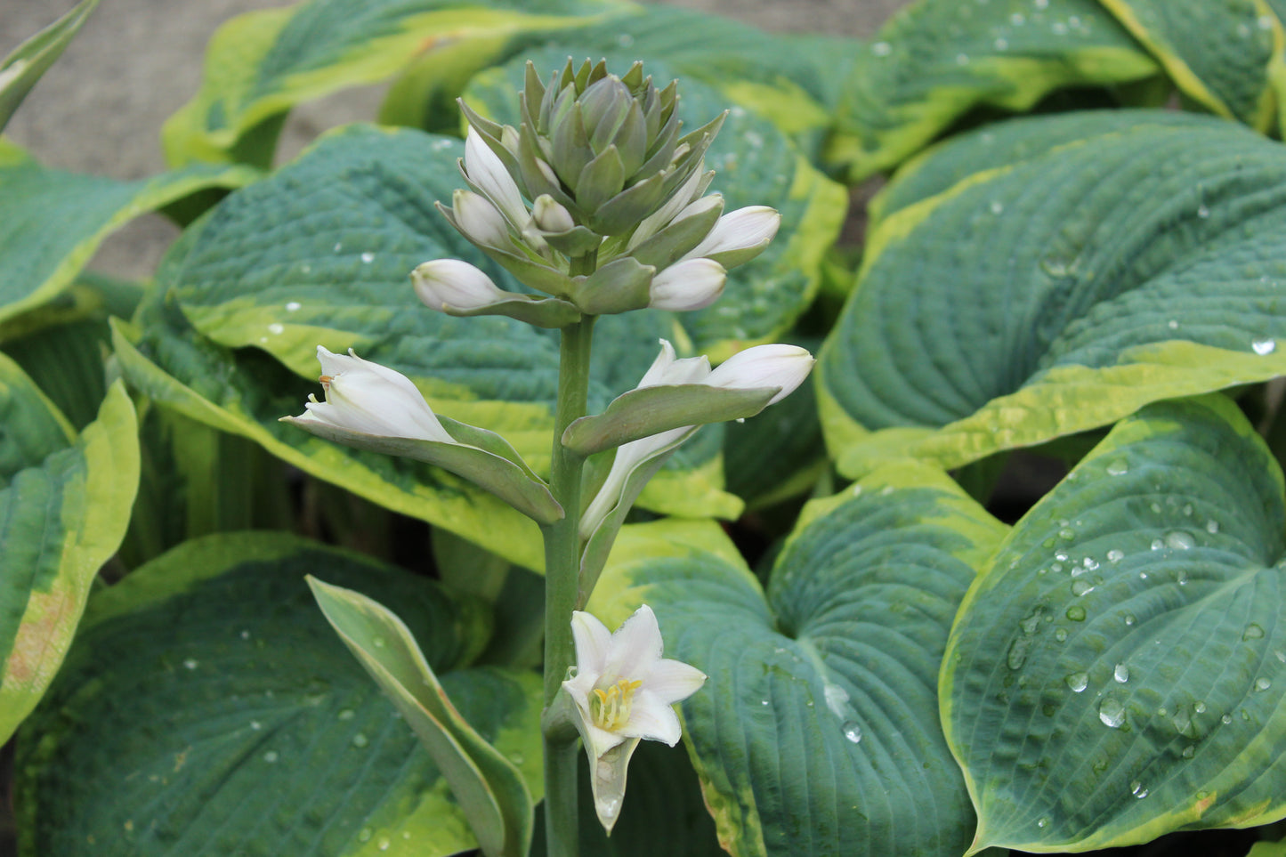 Hosta sieboldiana Marginata 2