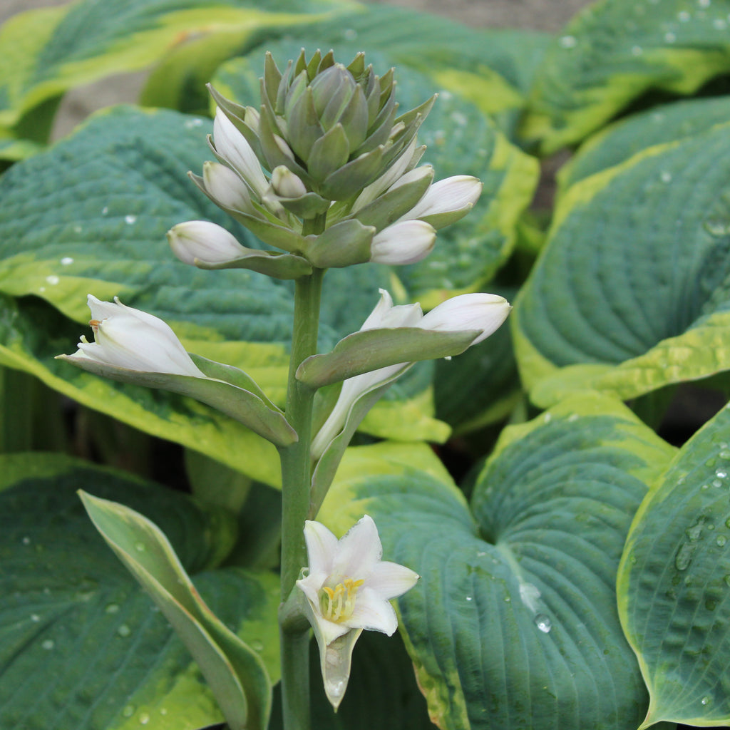 Hosta sieboldiana Marginata Image