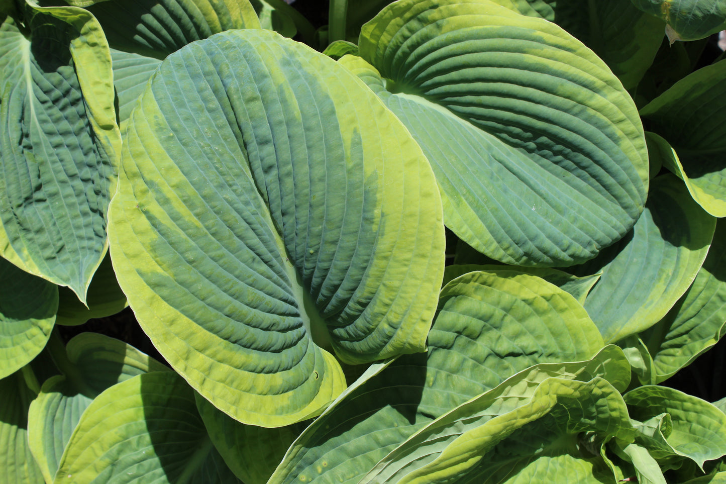 Hosta sieboldiana Marginata 3