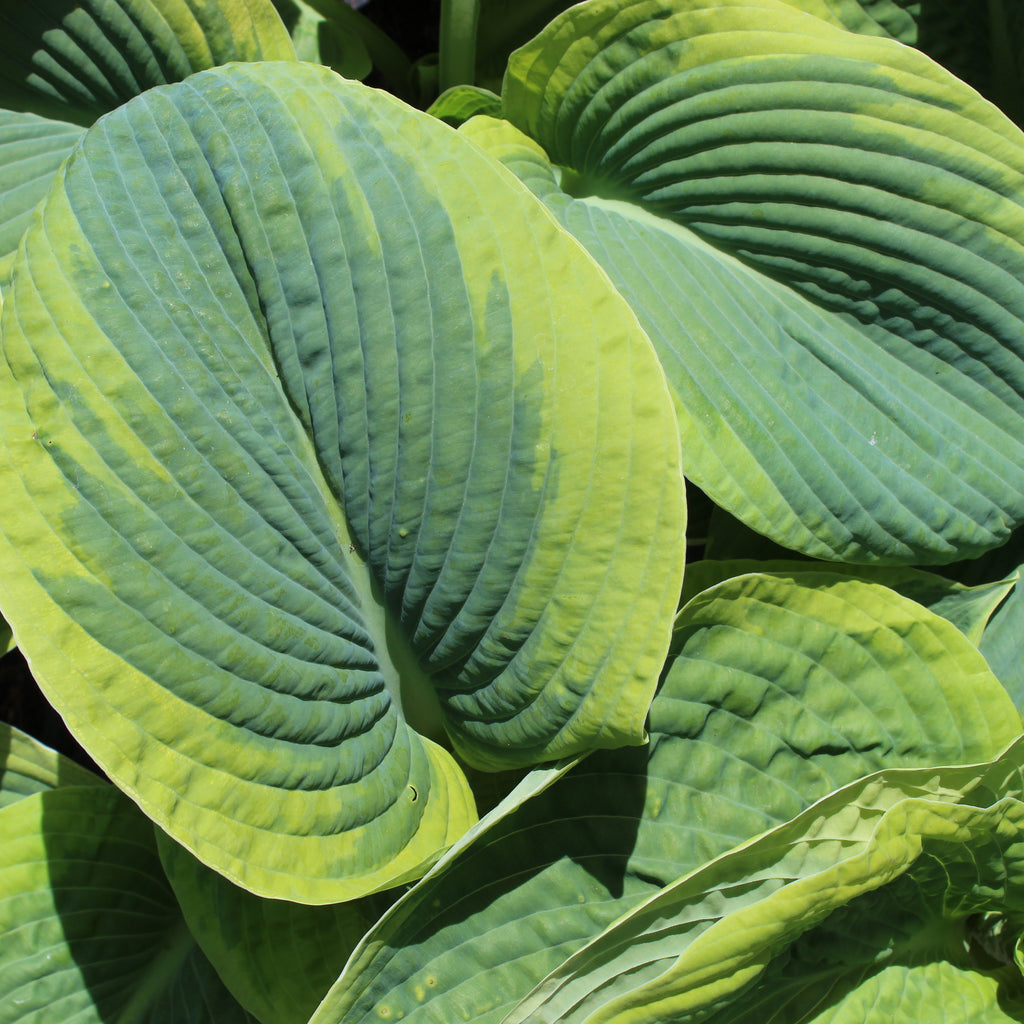 Hosta sieboldiana Marginata Image