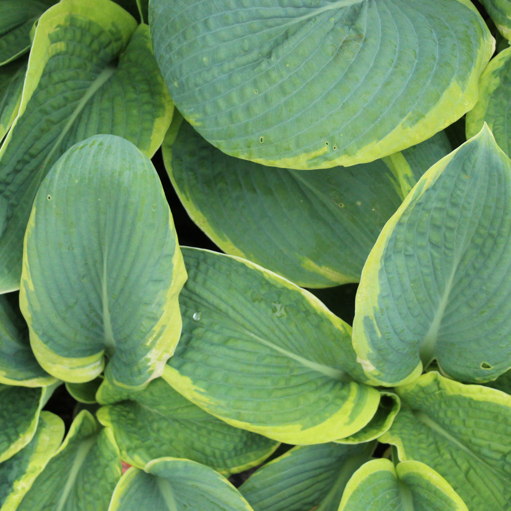 Hosta sieboldiana Marginata Image
