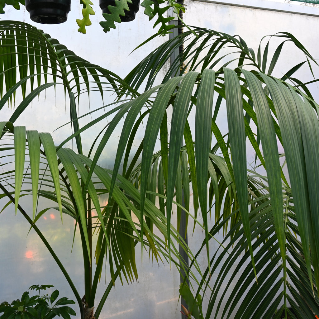 Howea forsteriana Image