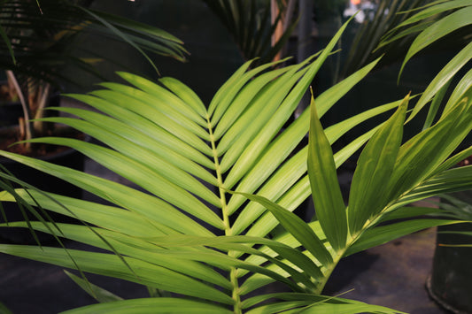 Howea forsteriana 2