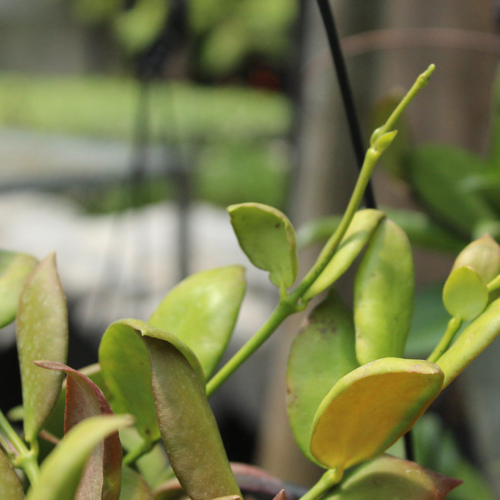 Hoya Anulata Image
