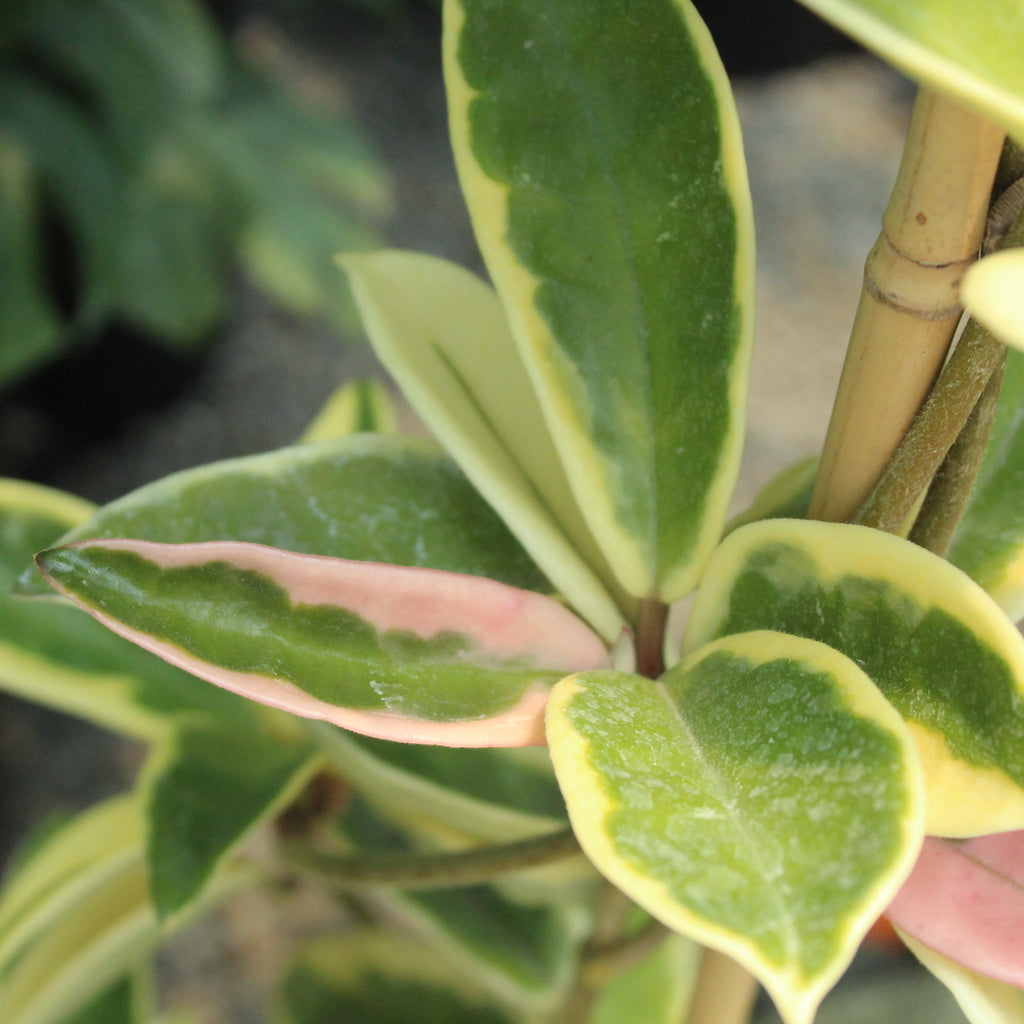 Hoya Krimson Queen Image