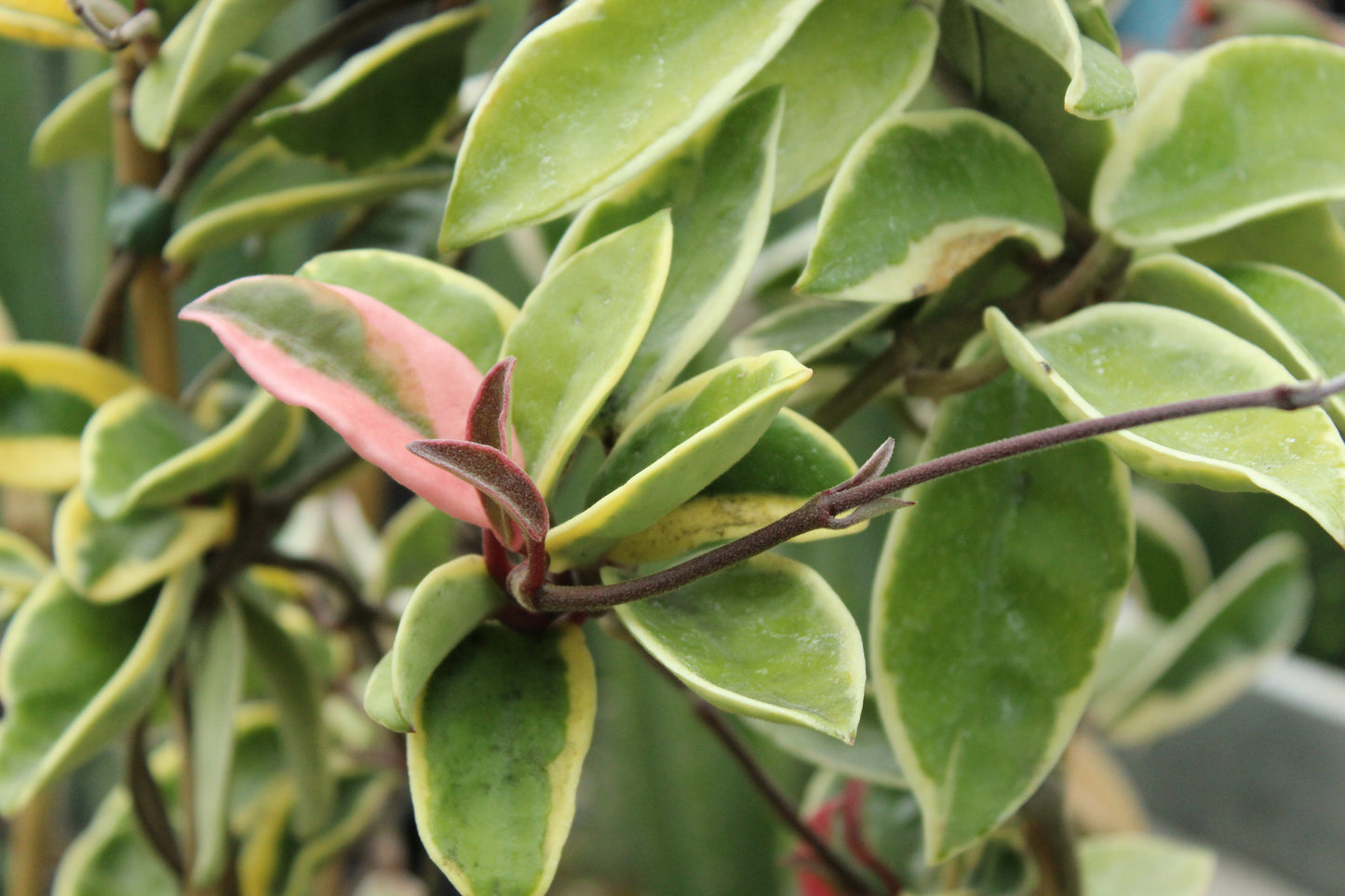 Hoya Krimson Queen 2