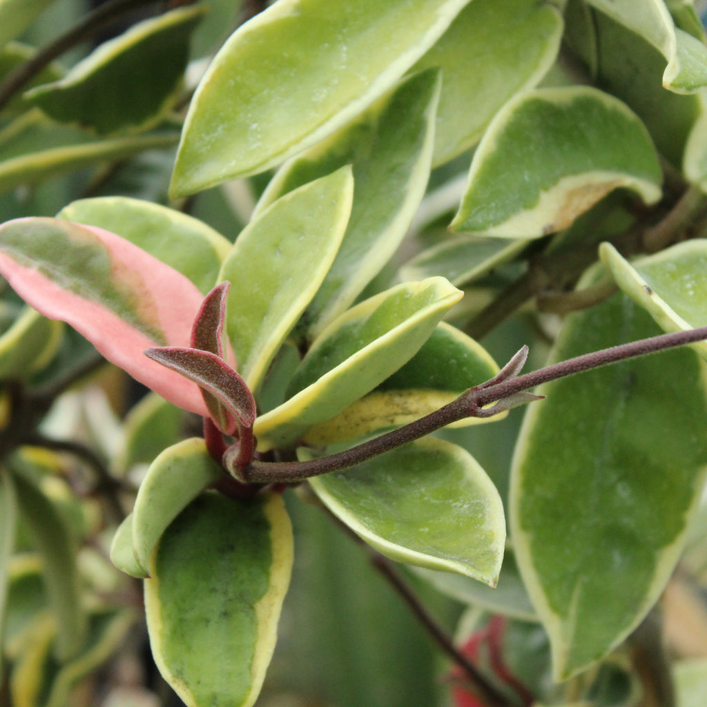 Hoya Krimson Queen Image