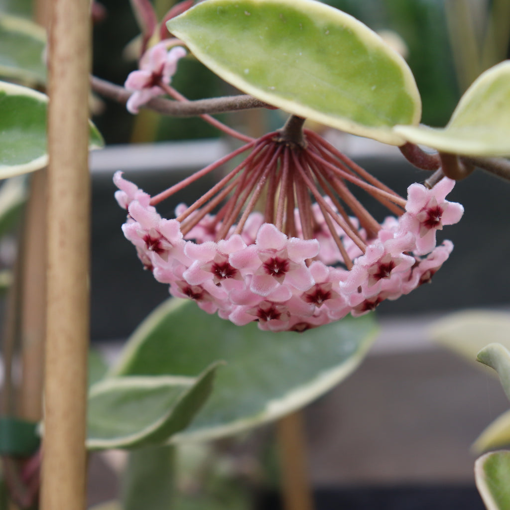 Hoya Krimson Queen Image